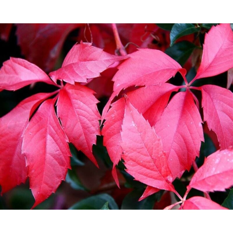Vite Americana Parthenocissus Tricuspidata - Pianta Rampicante In Vaso ø10 Cm - Foto 7
