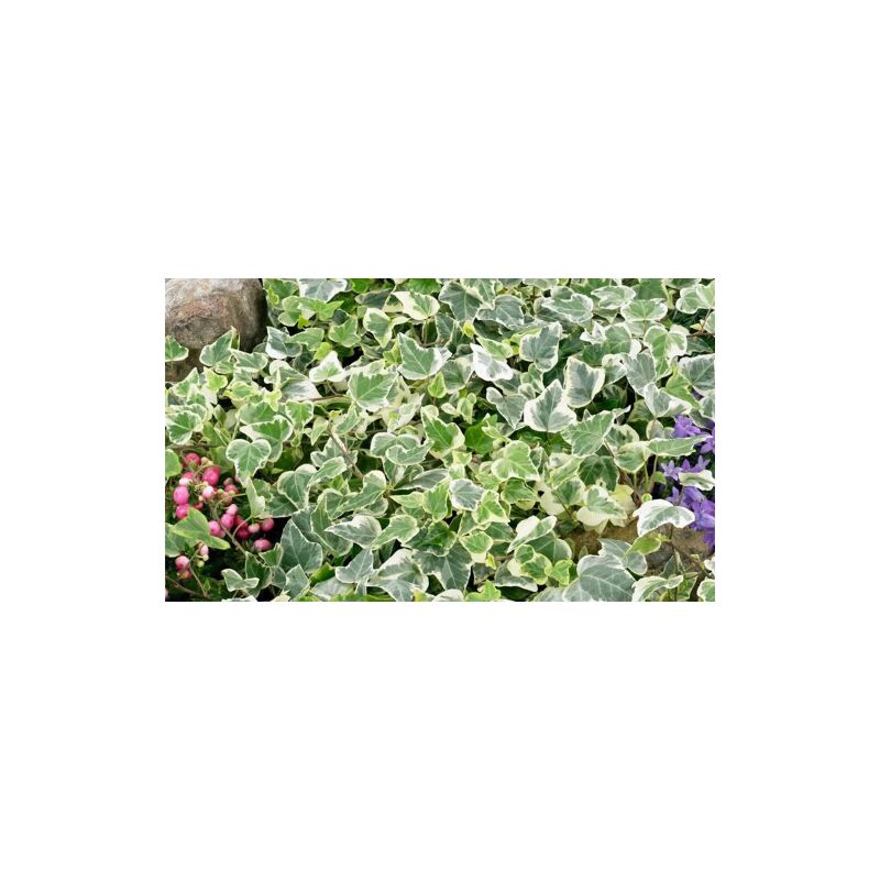 Edera - Hedera Helix White Wonder - Vivaio Online eGarden