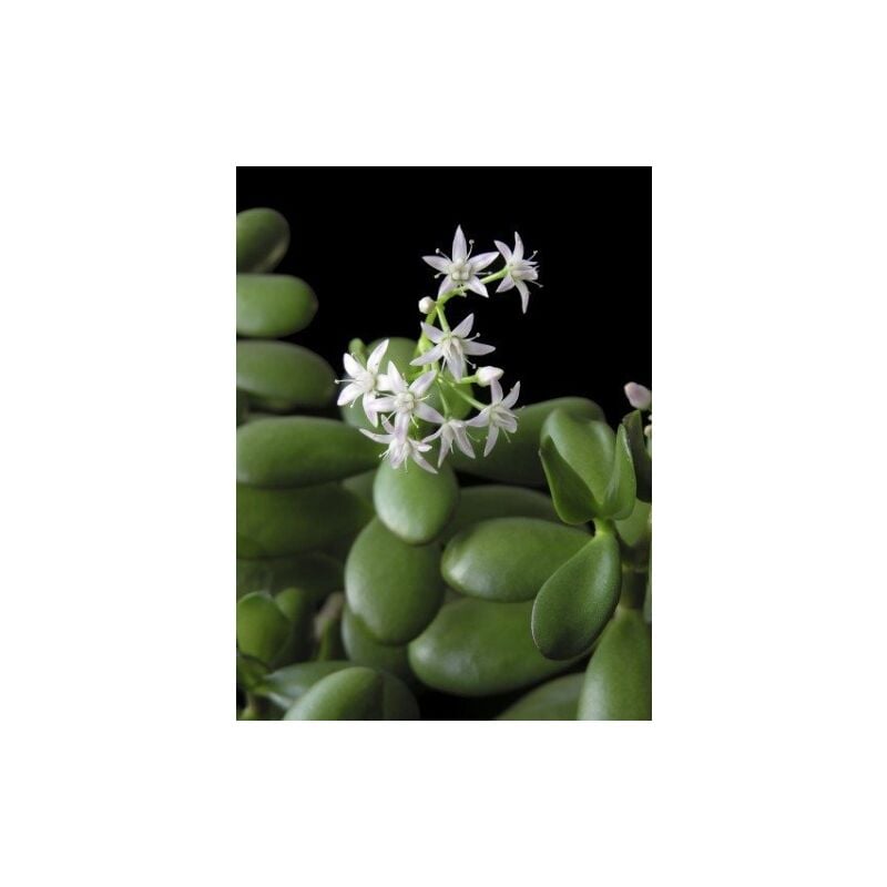 Crassula ovata Albero dei Soldi Albero di Giada pianta in vaso 7x7 cm h.  15/25 cm