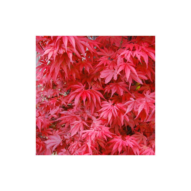 Acer palmatum Skeeters Broom-Acero giapponese rosso