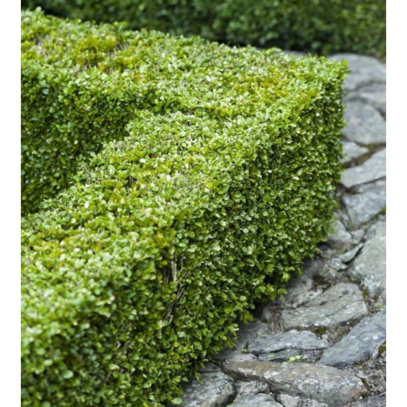 Piante Di Bosso Buxus Microphylla Faulkner - Siepe Sempreverde In Vaso Da 9cm