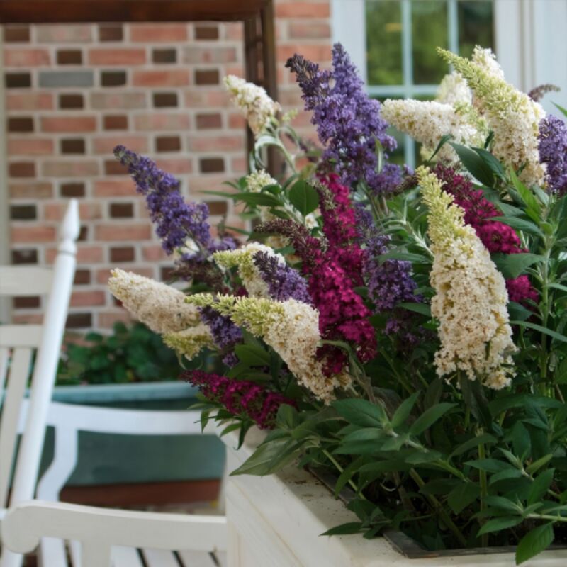 Buddleia Tricolor - Albero Delle Farfalle A Colori Misti Per Giardino - Foto 4
