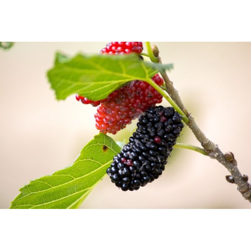 Gelso Nero Morus Nigra In Vaso - Pianta Da Frutta, Altezza 150/180 Cm, Autofertile - Foto 3