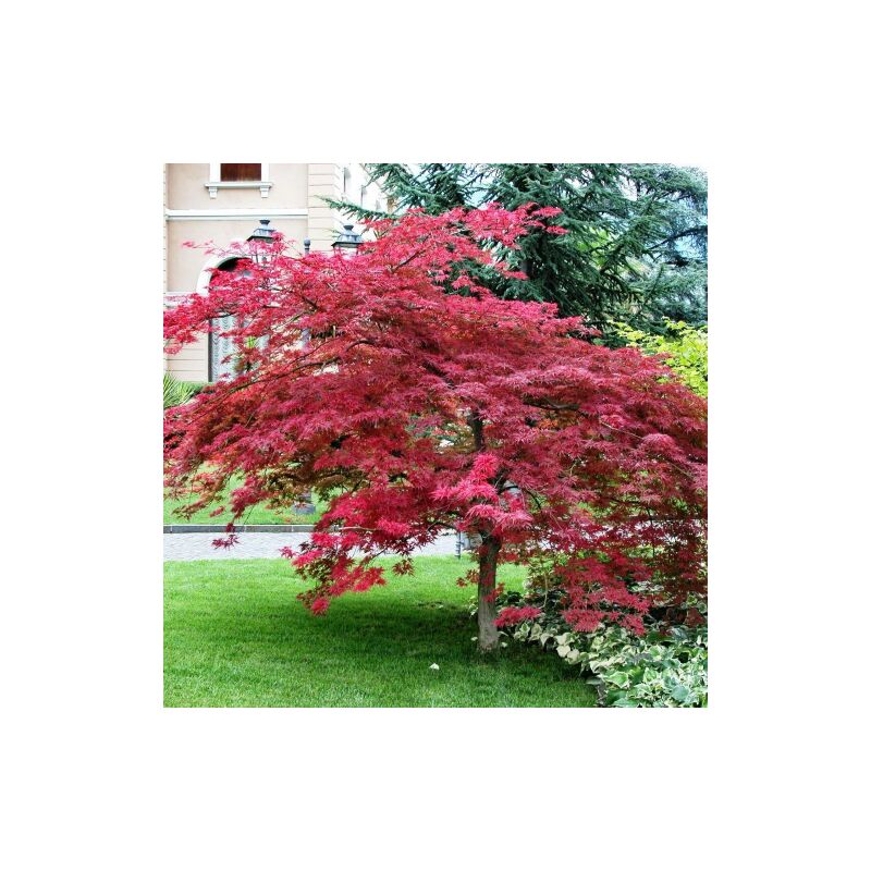 Acero rosso giapponese Acer palmatum atropurpureum pianta in vaso ø11 cm