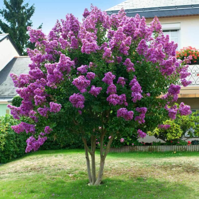 Lagerstroemia Indica 'Powhatan' - Pianta Da Vaso Viola Per Giardino Estivo - Foto 2