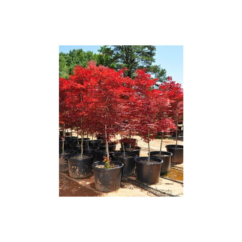 Acero rosso giapponese Acer palmatum Fireglow pianta in vaso 24 cm