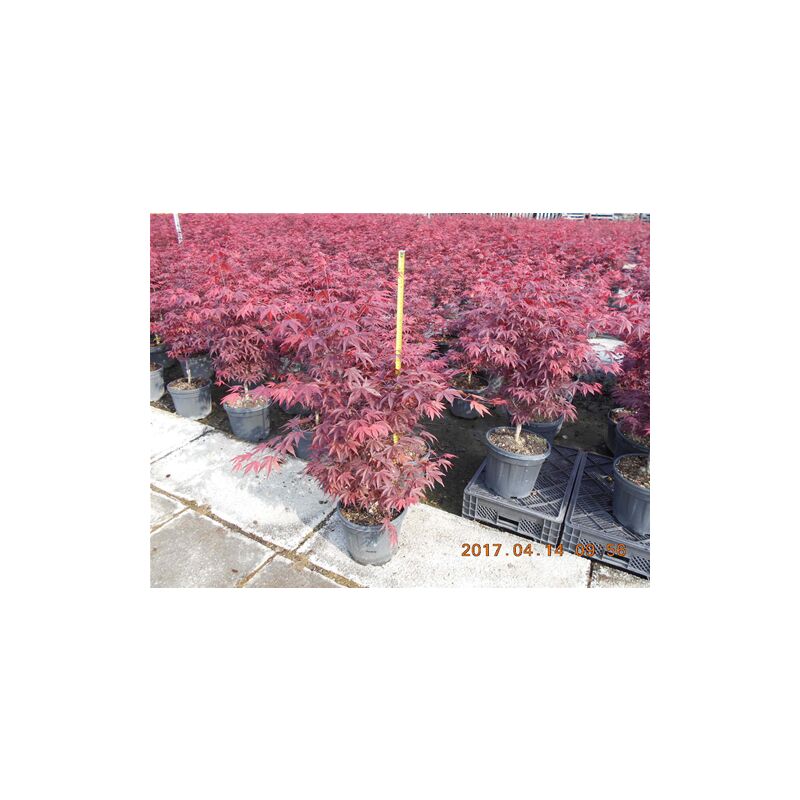 Acer palmatum cv. fire glow fg1 - acero giapponese rosso (Vaso 18 cm –  Vivai Mola della Badia