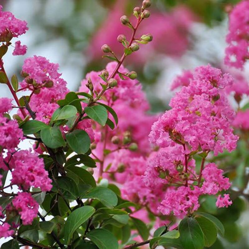 Lagerstroemia Indica Cespuglio Rosa, Pianta Ornamentale In Vaso 18 Cm, Altezza 50-60 Cm, Fioritura Autunnale - 3