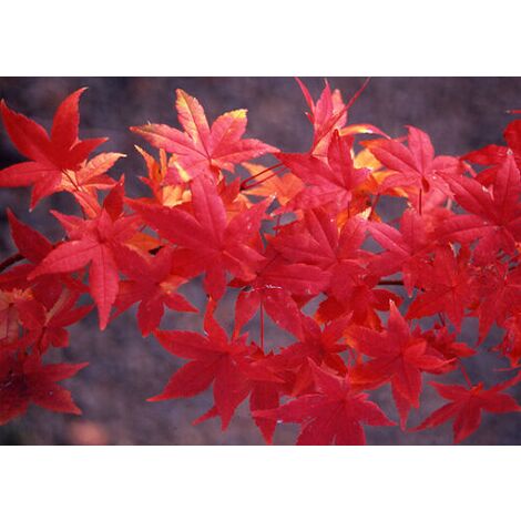 Acero rosso giapponeseAcer palmatum Momiji pianta in vaso 26 h. 2 mt