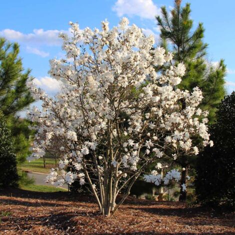 Magnolia giapponese "Magnolia Stellata" pianta in vaso  26 cm h. oltre 2 metri
