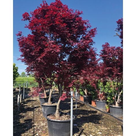 Acero rosso giapponese Acer palmatum Fireglow pianta in mastello 35 cm h.  100/120 cm