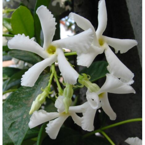 Falso Gelsomino "Rhyncospermum jasminoides" pianta in vaso 20 h. 180/200 cm