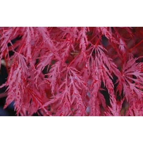 Acero rosso giapponese Acer palmatum dissectum pianta in mastello 95 cm  h. 150/170 cm cfr.