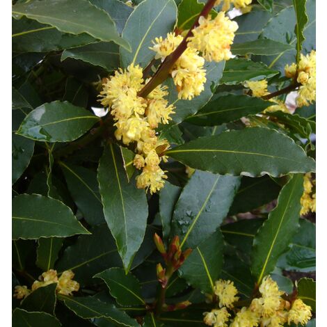 ALLORO Laurus Nobilis aromatica piante di siepe fitta 70 cm vaso