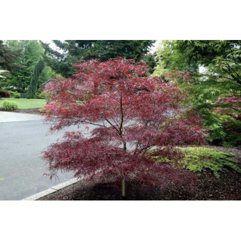Acero rosso giapponese "Acer palmatum Tutcheri" pianta in vaso 24 h 2 metri circa (1/2)