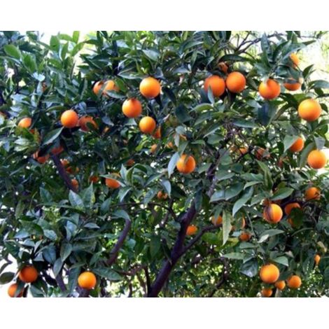 Clementino (Citrus clementina) – Agrume da frutto in vendita