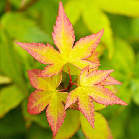 Acero rosso giapponese Acer palmatum Little Princess in vaso 28 cm