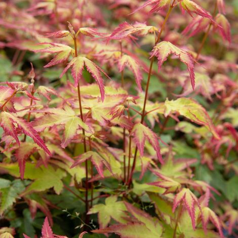 Acero Rosso Giapponese Acer Palmatum Autumn Red in vaso ø20 cm h.60/80 cm