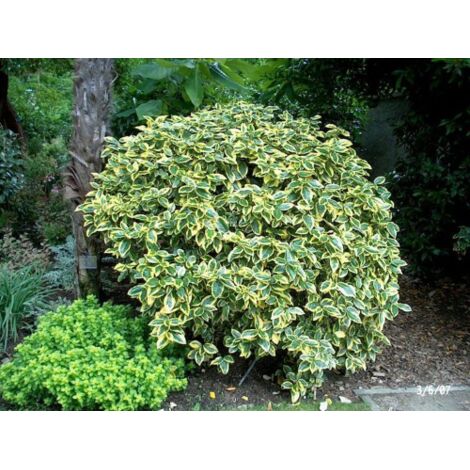 Eleagno variegato "Eleagnus ebbingei Aurea" pianta da siepe sempreverde in vaso 9 cm
