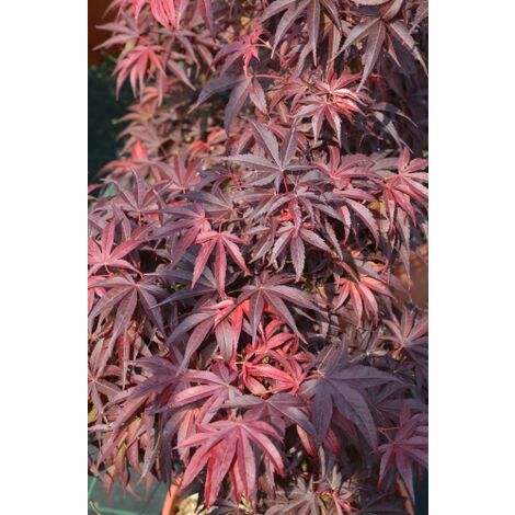 Acero rosso giapponese Acer palmatum Fireglow pianta in vaso 19 cm