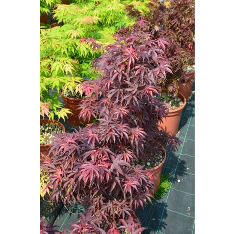 Acero rosso giapponese Acer palmatum Pixie pianta in vaso 18 cm