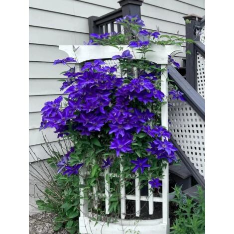Clematis 'The President' - Pianta Rampicante Con Fiori Viola 100-120cm