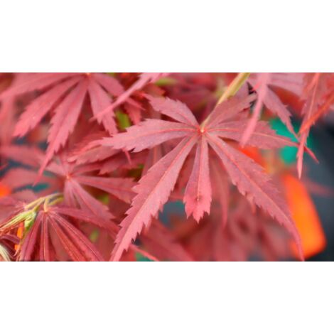 Acero rosso giapponese Acer palmatum Jerre Schwartz pianta in vaso 18 cm