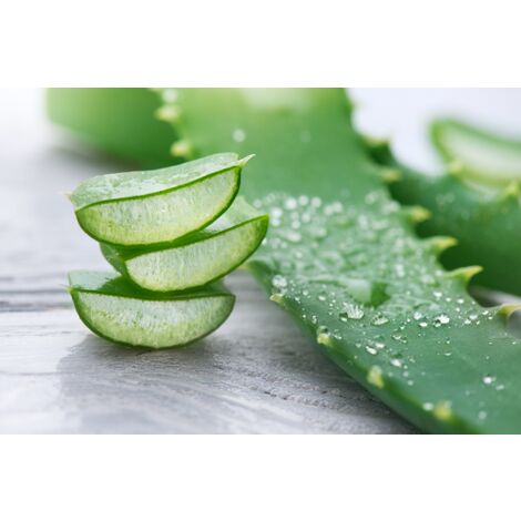 Aloe vera pianta officinale in vaso