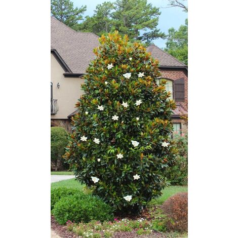 Magnolia Soulangeana In Vaso ø19 Cm - Pianta Da Giardino Con Fiori Rosa Profumati, Altezza 50-70 Cm - Foto 8