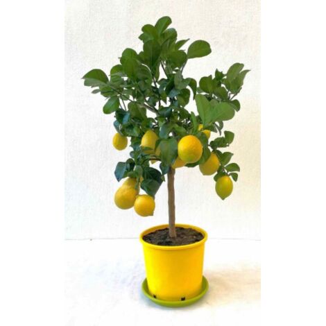 Limone Carrubaro "Citrus limon" Agrumi di Sicilia pianta in vaso 22 cm