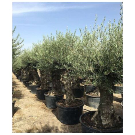 Ulivo olivo "Olea europea" bonsai in vaso 230 l circ. tronco 70/90 cm FOTO REALI