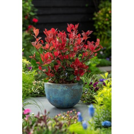 Photinia x fraseri "Little Red Robin" Photinia nana da siepe pianta in vaso 8x8 cm