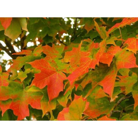 Acero campestre "Acer campestre" pianta in vaso  10 cm h. 60/90 cm