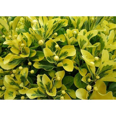 Evonimo "Euonymus fortunei Emerald Gold" pianta in vaso 14 cm