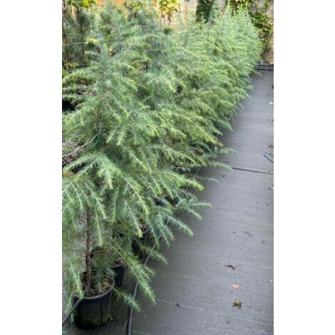 Cedro dell'Himalaya "Cedrus deodara" pianta in vaso  22 cm h. 130/160 cm