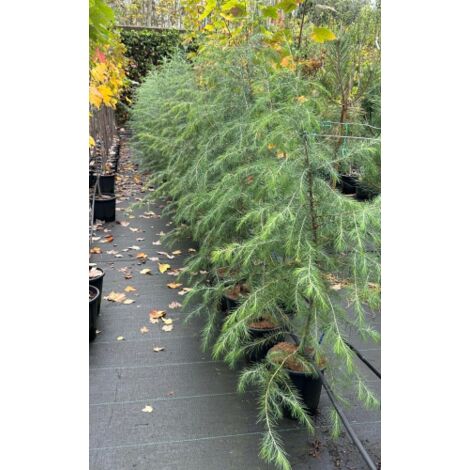 Cedro dell'Himalaya "Cedrus deodara" pianta in vaso  22 cm h. 130/160 cm
