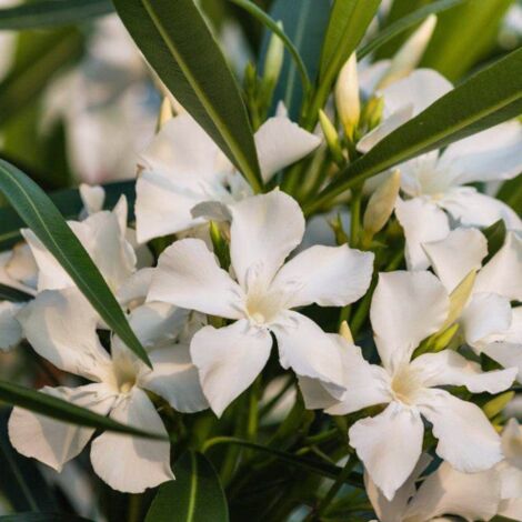Oleandro Rosa Intenso "Nerium Oleander" pianta in vaso 9 cm Rosa intenso - Select 1: Bianco