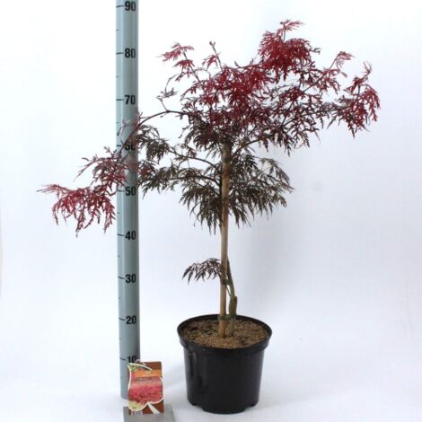 Acero rosso giapponese "Acer palmatum dissectum Garnet" pianta in vaso 22 cm