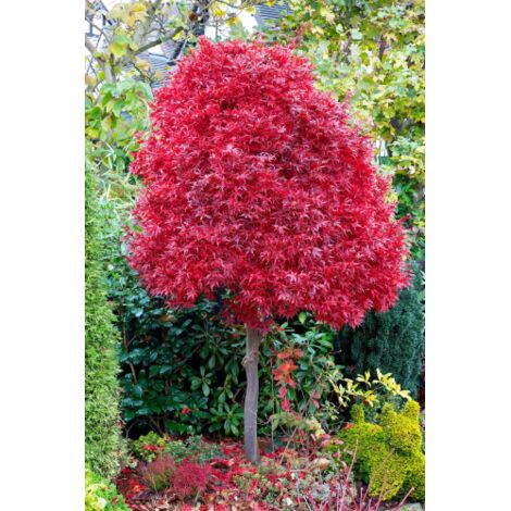 Acero rosso giapponese "Acer palmatum Skeeter's Broom" pianta in vaso 27 cm h. 80/120 cm