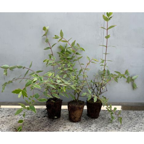 Hypericum Moserianum Tricolor - Iperico Variegato Cespuglio Ornamentale  pianta in vaso bio  8 cm
