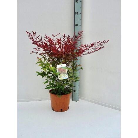 Nandina domestica "Bambu' Sacro" pianta sempreverde a cespuglio in vaso ø18 cm