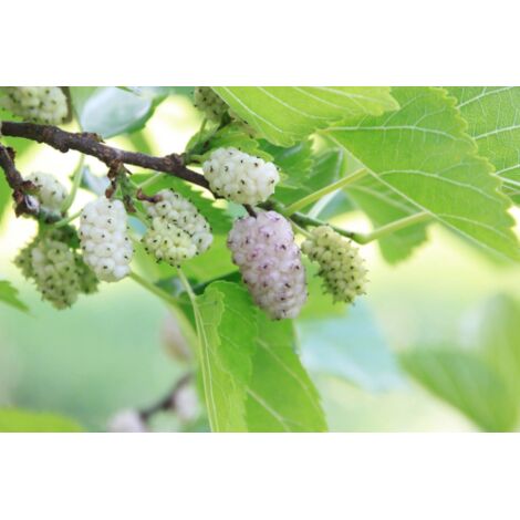 Gelso Bianco "Morus Alba" pianta da frutta in vaso 19 cm h 2 metri circa FOTO REALI (1/5)