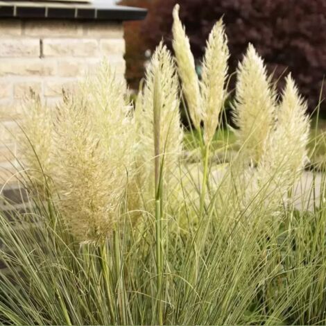 Erba della Pampas "Cortaderia Selloana Argentea" graminacee ornamentali pianta in vaso ø8 cm