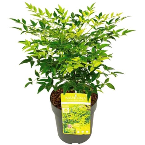 Nandina domestica Lemon Lime pianta sempreverde a cespuglio in vaso 19 cm