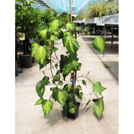 Edera Variegata Verde e Gialla "Sulphur Heart" in vaso con canna h. 100 cm