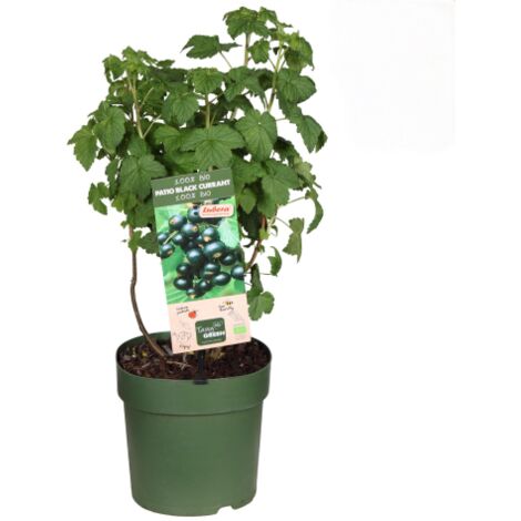 Ribes nero "Ribes nigrum Titania" frutti di bosco pianta in vaso 18 cm