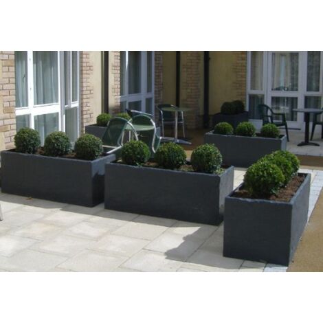 Bosso Buxus Microphylla 'Faulkner' A Palla - Pianta Vera In Vaso, Diametro 35/40 Cm