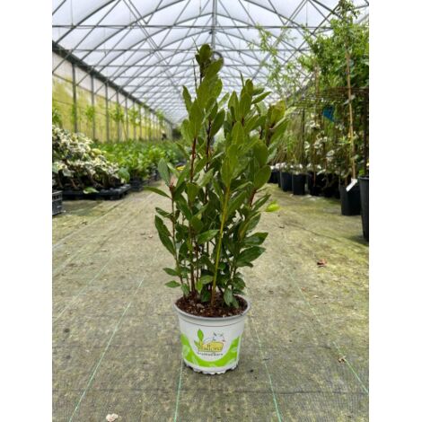 Alloro di Grottammare "Laurus nobilis" pianta aromatica sempreverde da siepe in vaso Ă¸14 cm h. 40/50 cm
