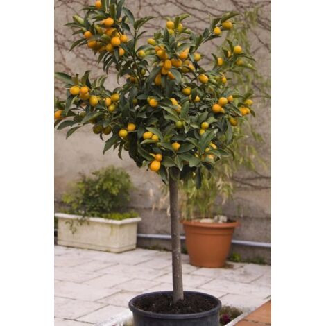 Pianta di Agrumi di Sicilia Kumquat 12 anni in Mastellino 40 cm Kumquat - Select 1: Kumquat