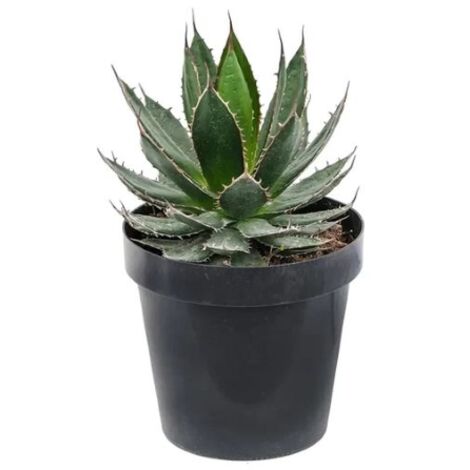 Agave "Agave Horrida" pianta grassa succulenta in vaso 9 cm